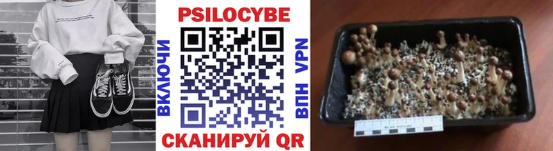кракен рабочий сайт  где найти   Щучье  Галлюциногенные грибы Psilocybe 